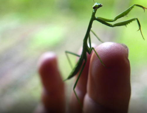 “Multispecies Filmmaking and Research”